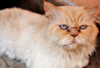 A fluffy, light-colored Persian cat with striking blue eyes and a serious expression lies down. The cat has long fur and a flat face, characteristic of its breed.