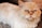A fluffy, light-colored Persian cat with striking blue eyes and a serious expression lies down. The cat has long fur and a flat face, characteristic of its breed.