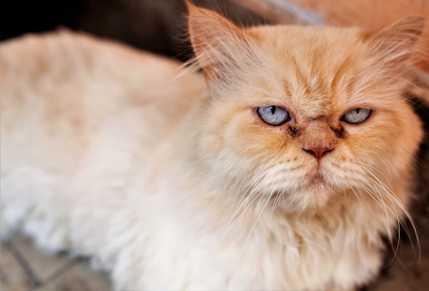 A fluffy, light-colored Persian cat with striking blue eyes and a serious expression lies down. The cat has long fur and a flat face, characteristic of its breed.