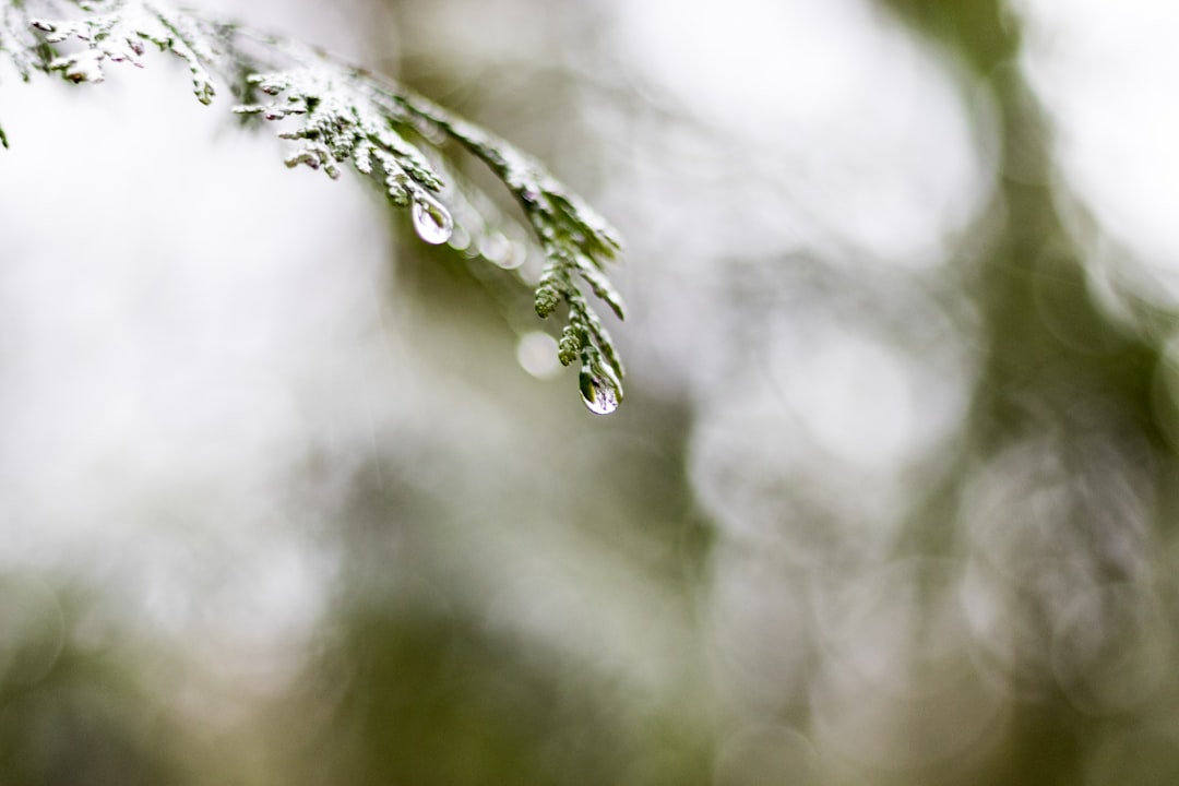 selective focus photography of green-leafed plant with water droplets