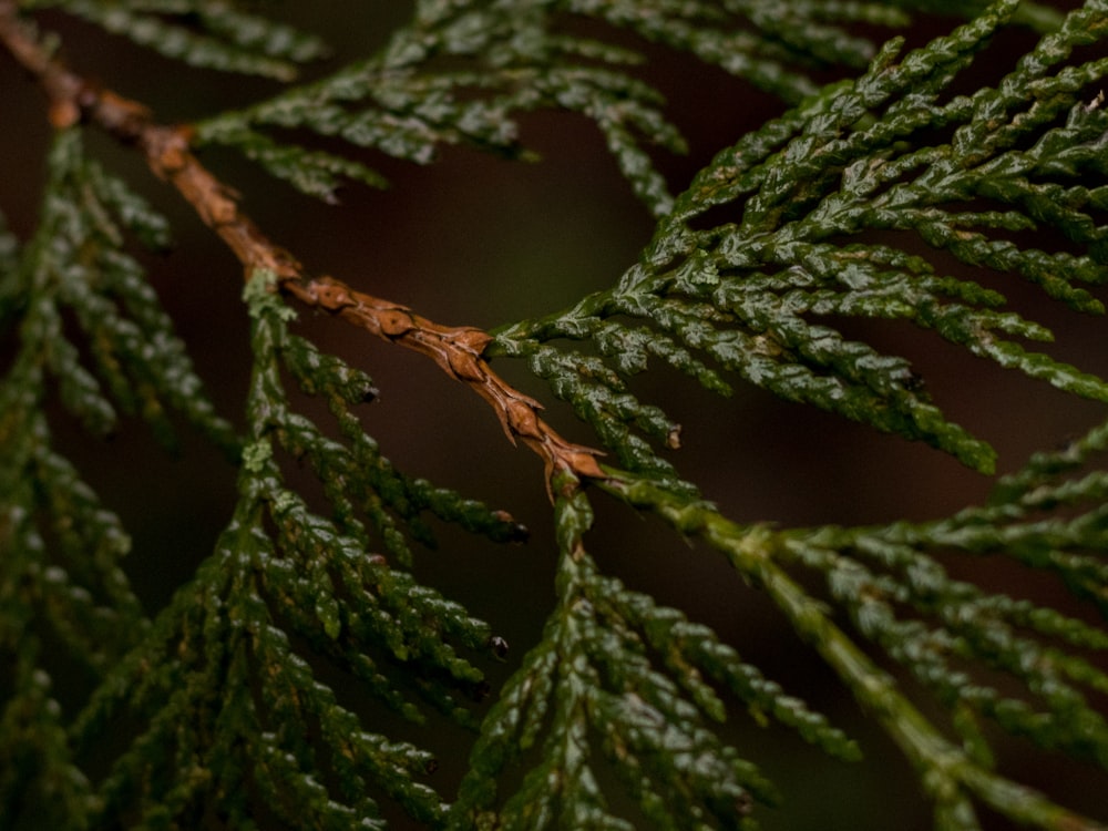 green leafed plant