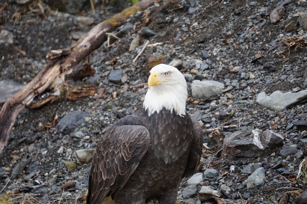 bald eagle