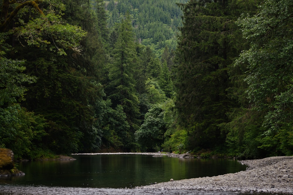 calm body of water surrounded with trees