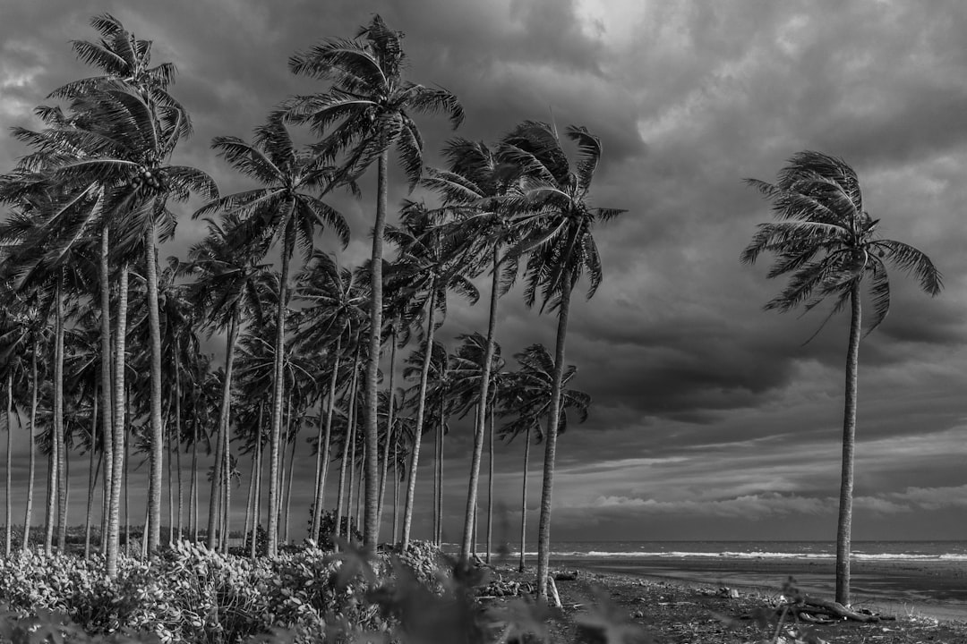 grayscale photography of coconut trees