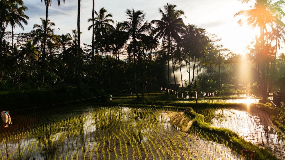 campo di riso e alberi di cocco