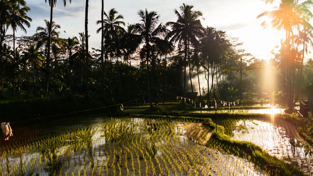 Campo de arroz e coqueiros