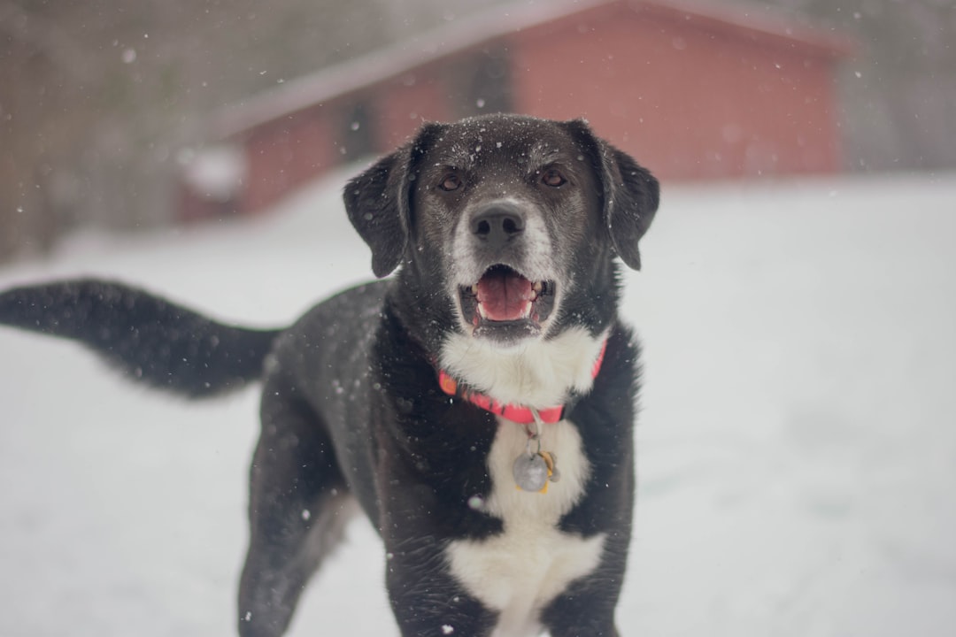 5 riesgos invernales para la salud de los perros
