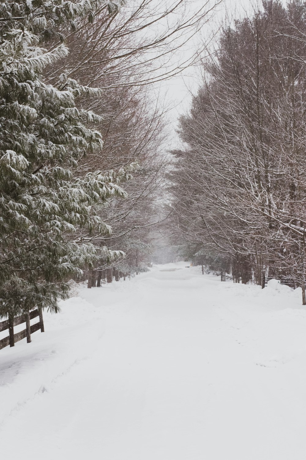 green trees beside road during winter