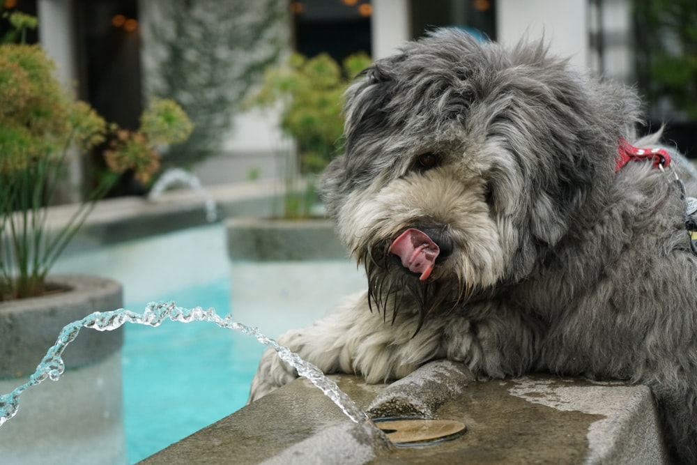 langhaariger grauer Hund neben Wasserfontäne