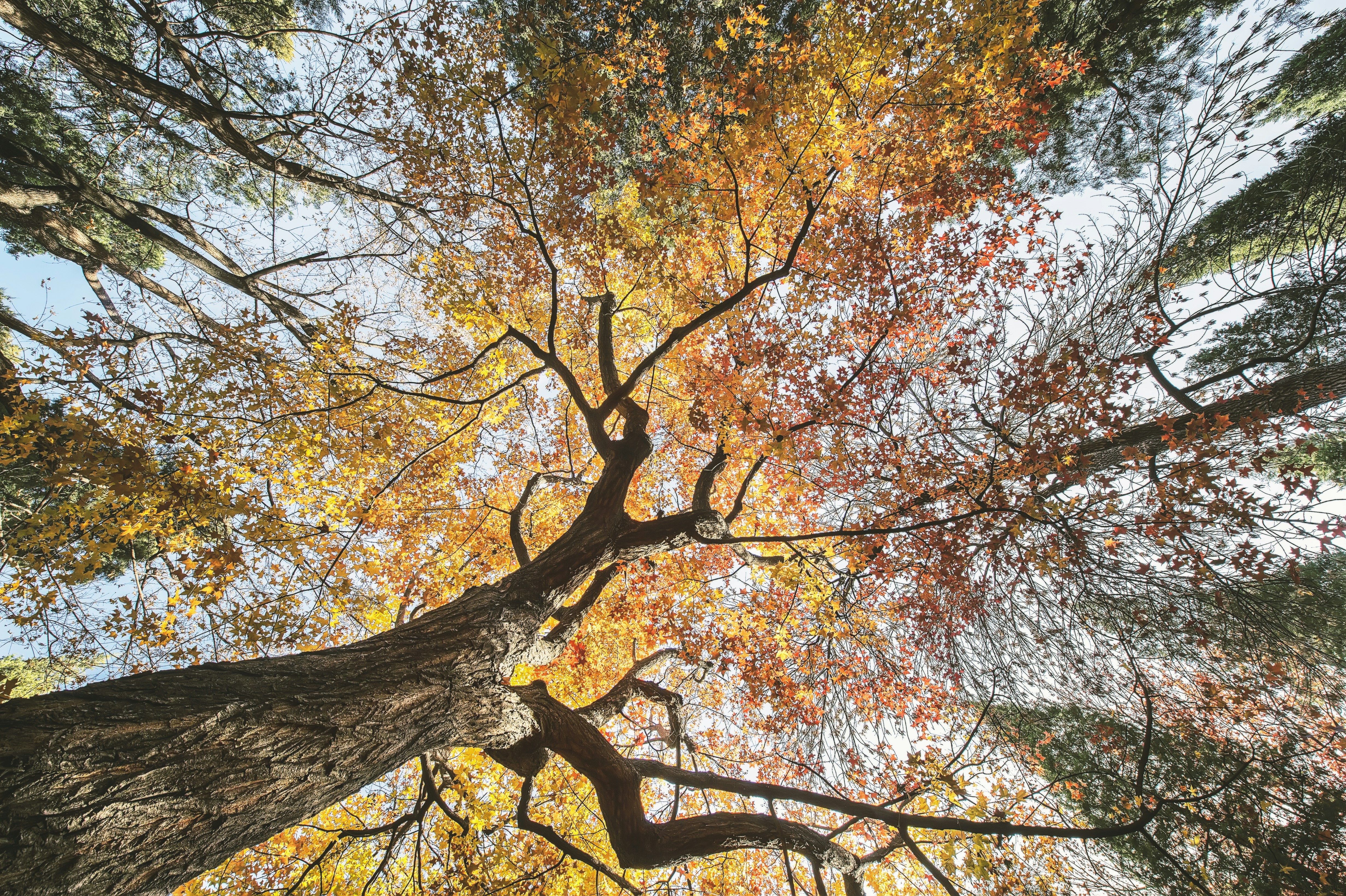 low angle photo of tree