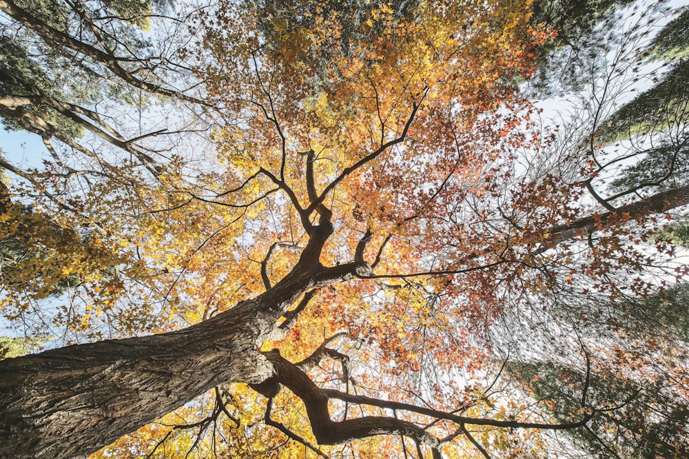 photo en contre-plongée de l’arbre