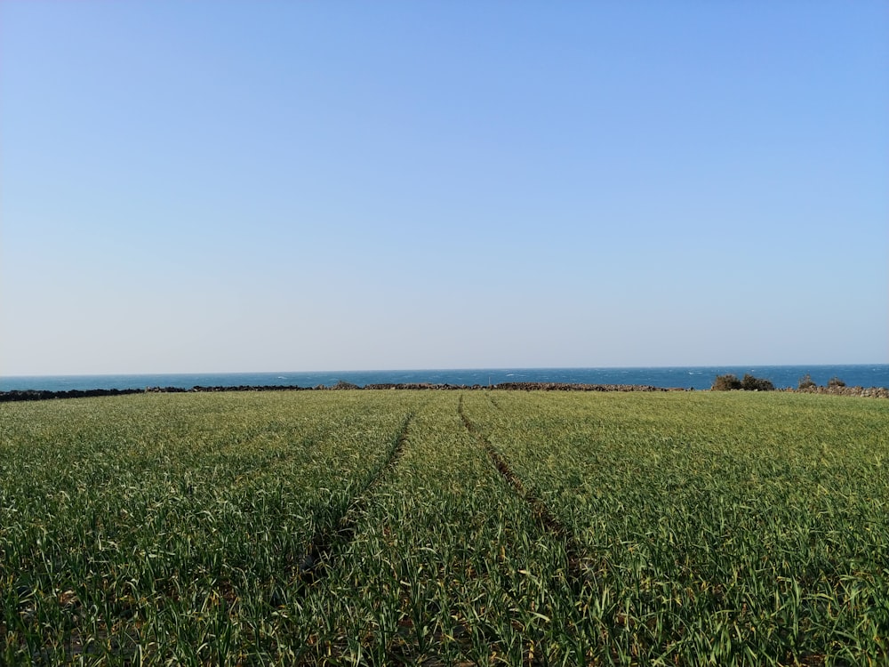 green grass field