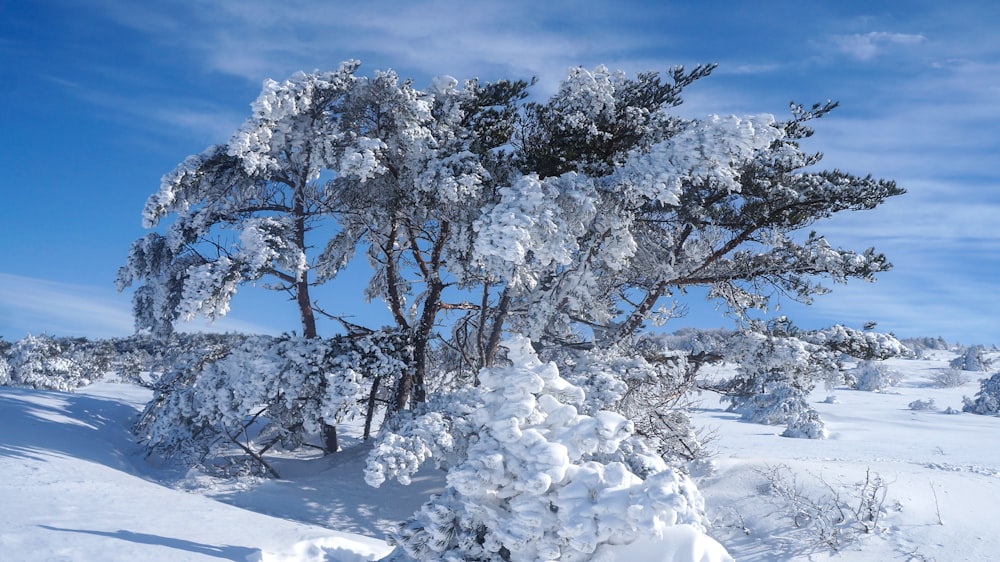 昼間の雪に覆われた木