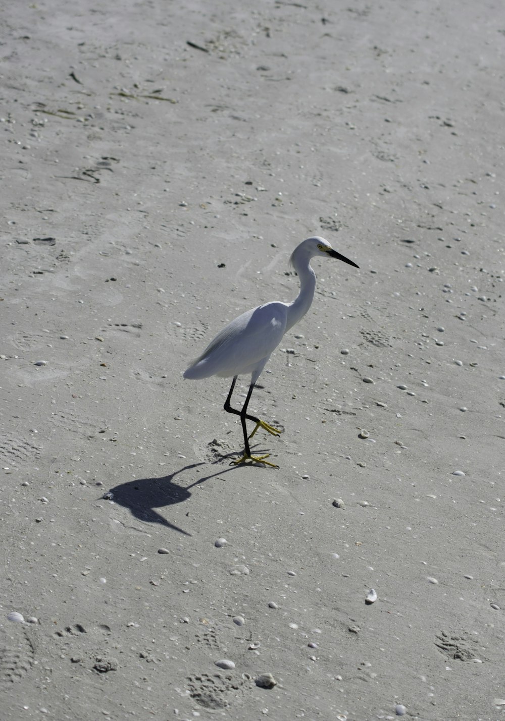 white long-beaked bird on sand