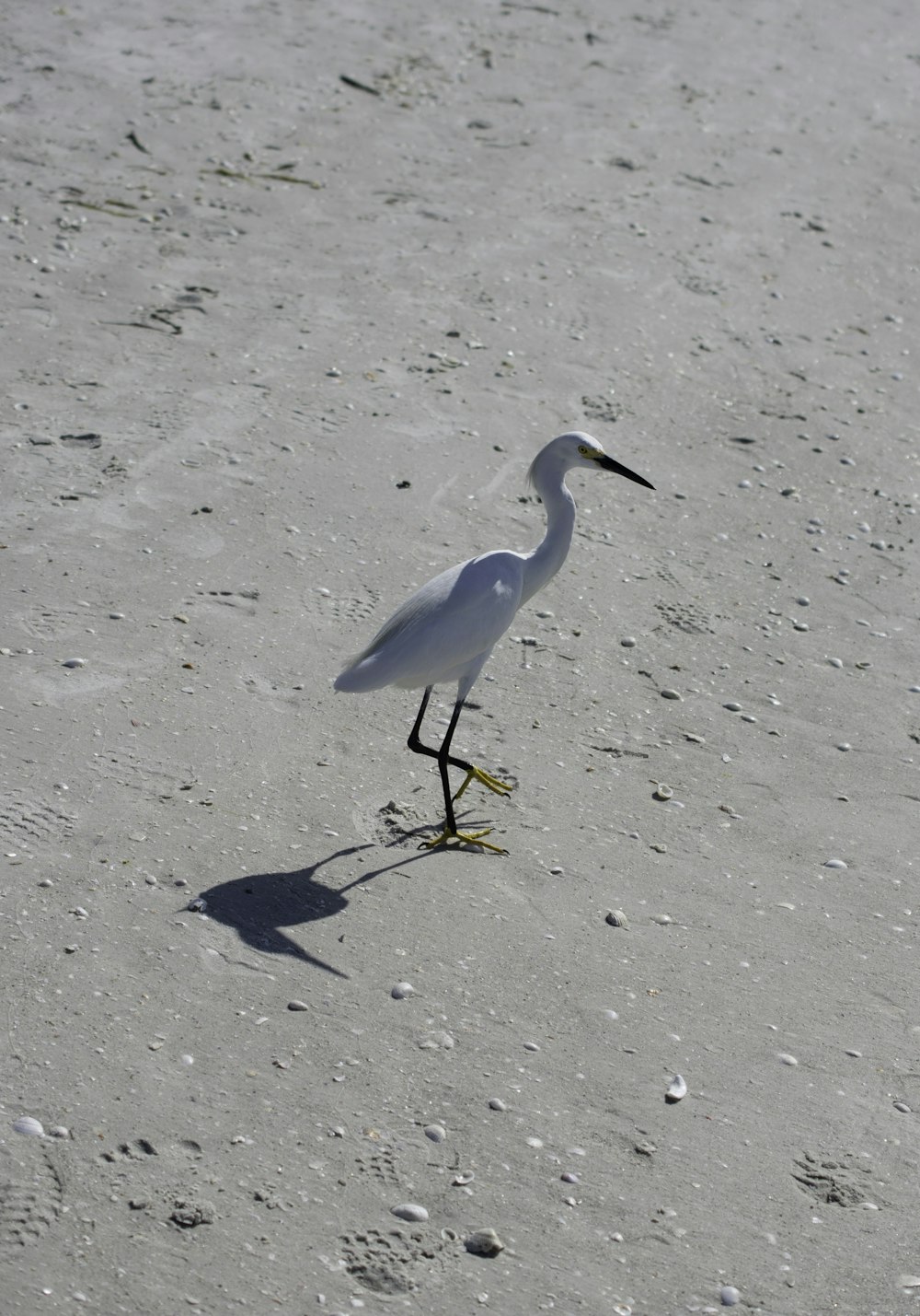 pássaro branco de bico comprido na areia