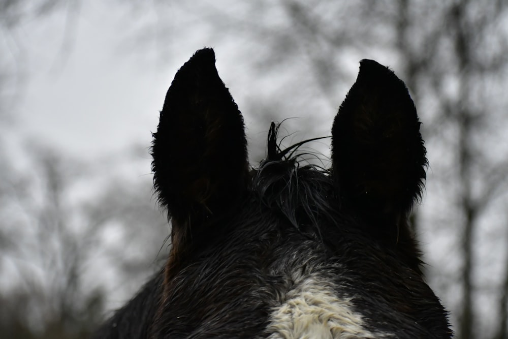 a close up of a black and white horse's face