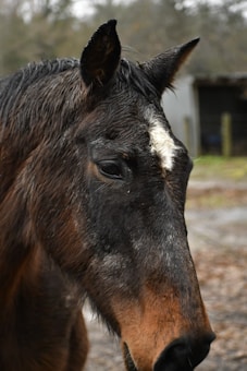 A close-up image of a horse's head showing detailed features of its wet fur with a distinct white marking on its forehead. The background includes a blurry outdoor setting with a structure and some greenery.