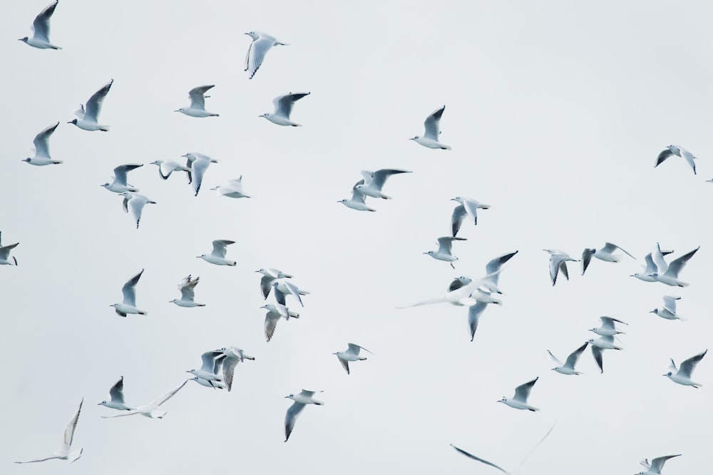 birds in flight