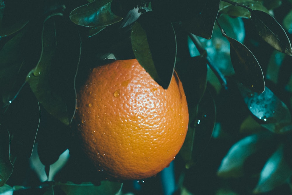 selective focus photography of round orange fruit