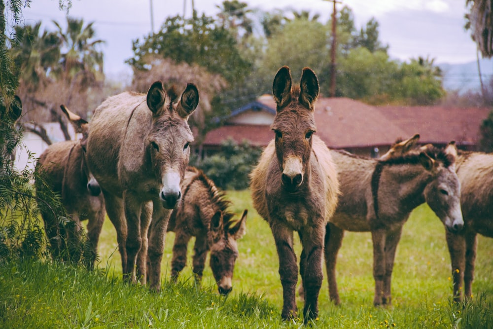 brown horses on pasture during daytime