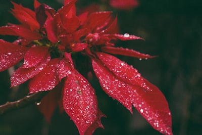 red petaled flower poinsettia google meet background