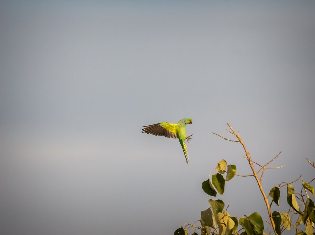 rose ringed parakeet