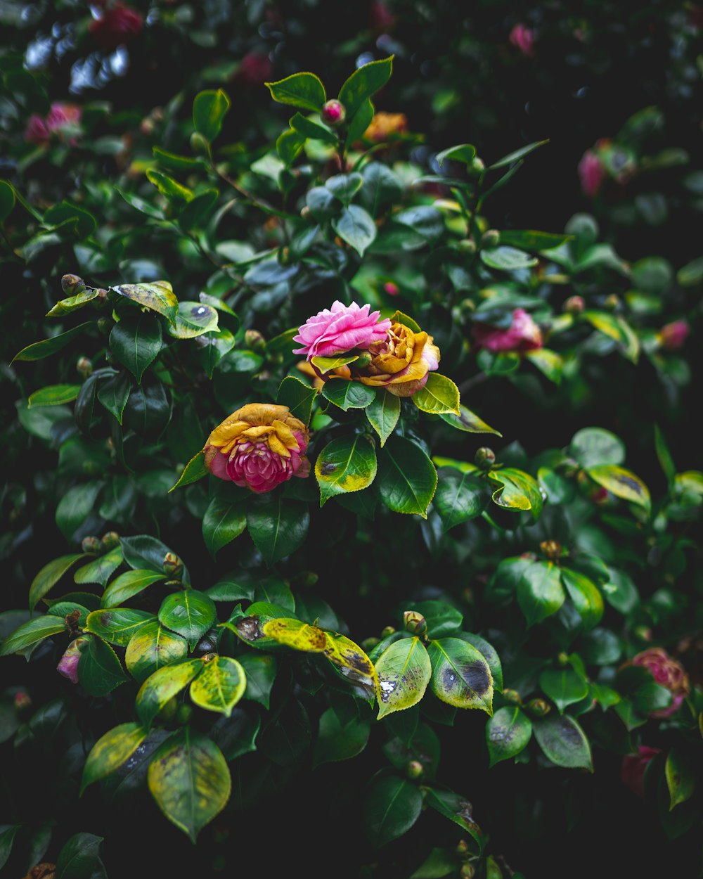 Fotografía de enfoque selectivo de flores