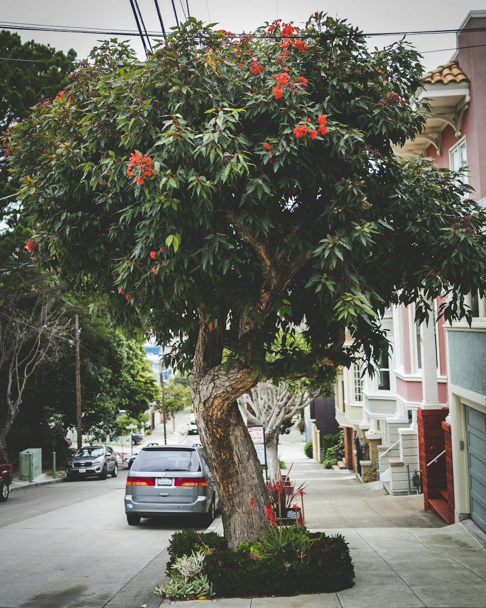 green and brown tree beside houses