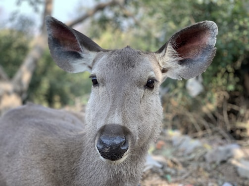 A close-up of a deer with large ears and expressive eyes set against a natural backdrop of trees and foliage.