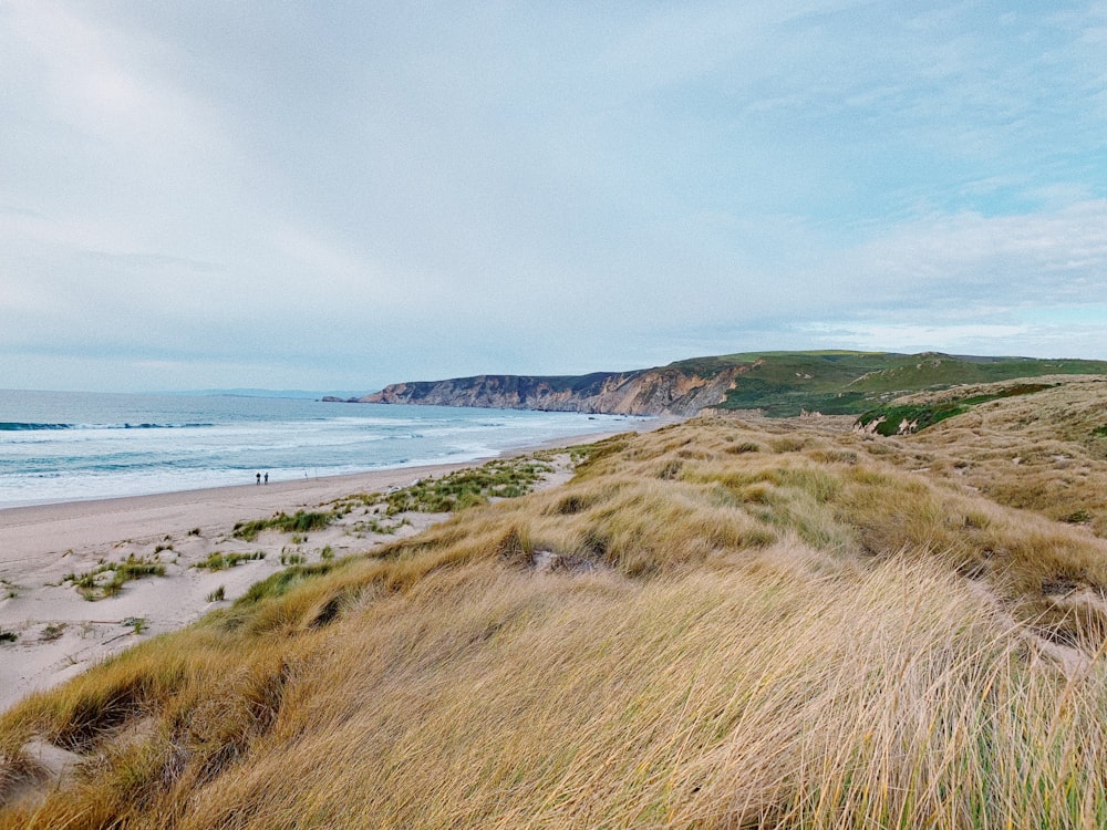 seashore during daytime