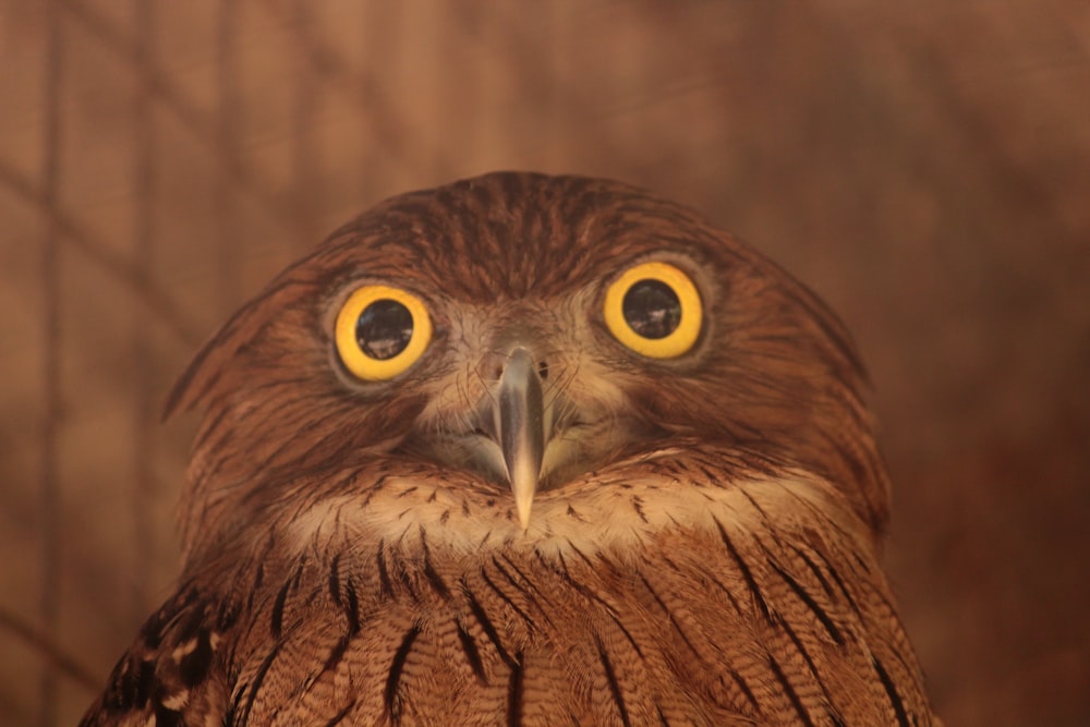 brown owl