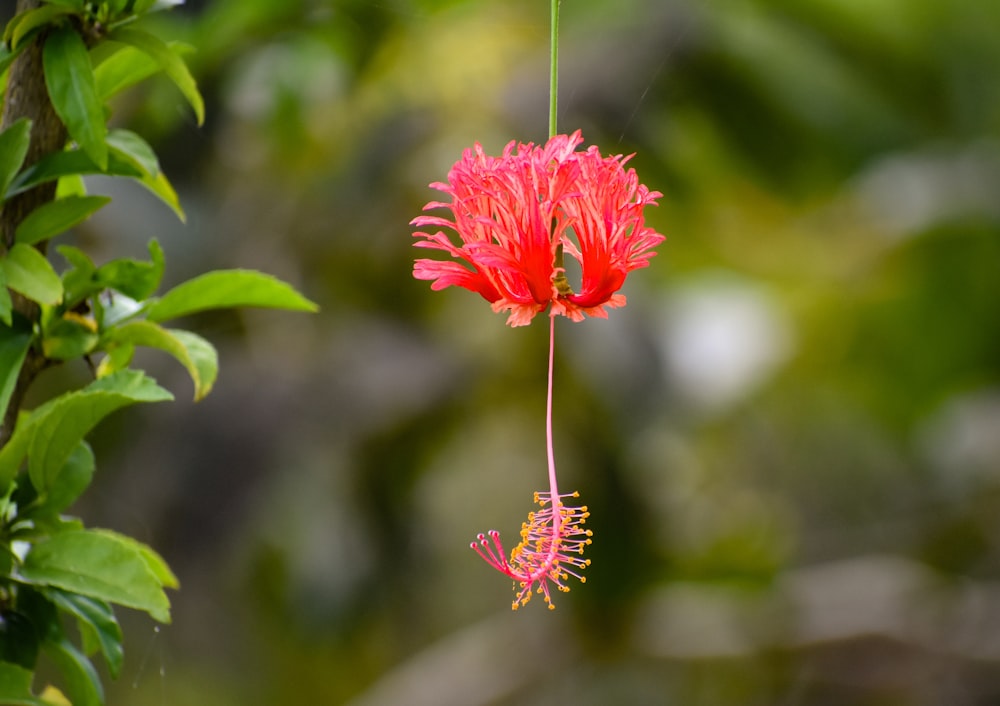 selective focus photography of pin petaled flower