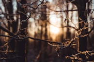 A gentle sunrise seen through bare branches, symbolizing hope amid darkness.