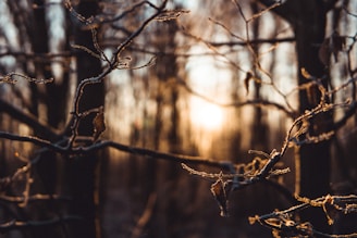 A gentle sunrise seen through bare branches, symbolizing hope amid darkness.