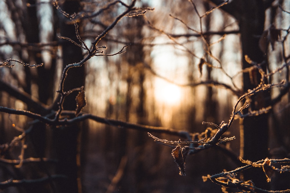 selective focus photography of tree during golden hour