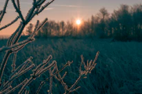 Close-up of frost-covered branches glowing softly in morning light.