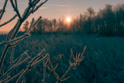 Close-up of frost-covered branches glowing softly in morning light.
