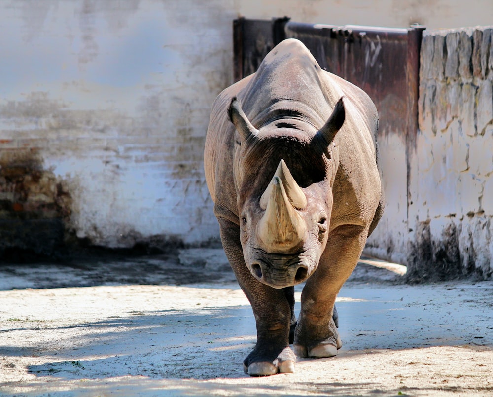 Rinoceronte che cammina vicino al muro bianco
