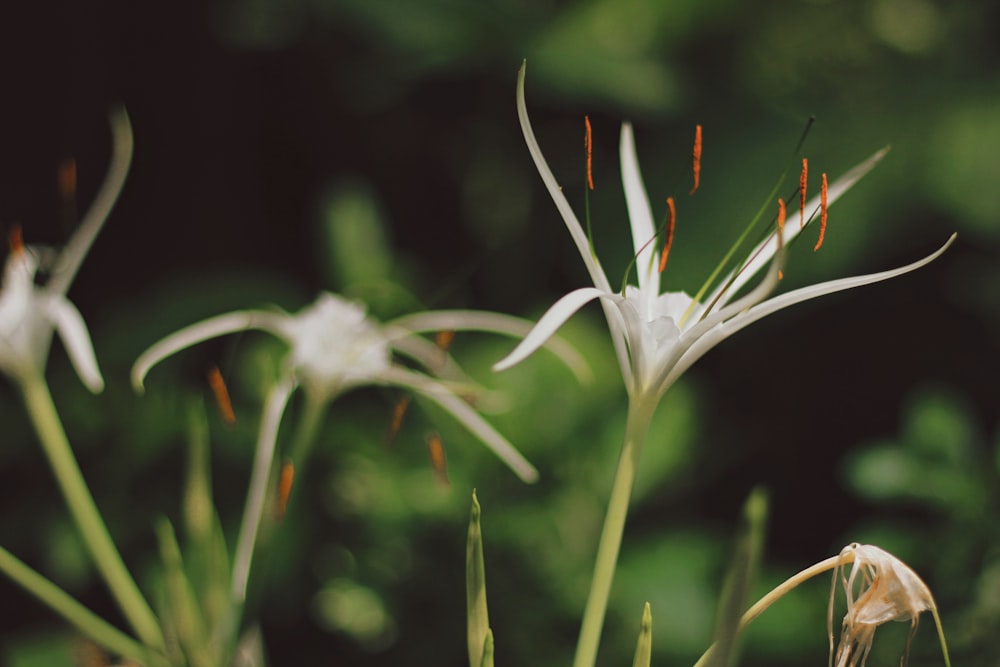 close-up photo of white petaled flowers