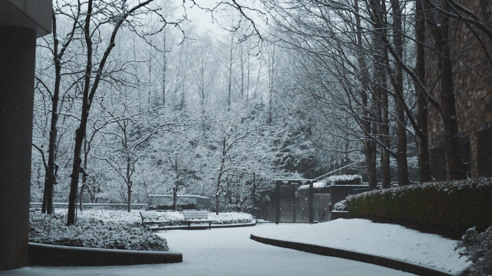 gray trees during winter