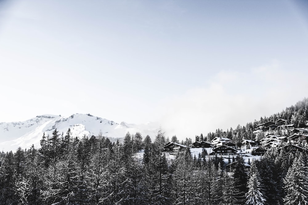 snow covered pine trees during daytime