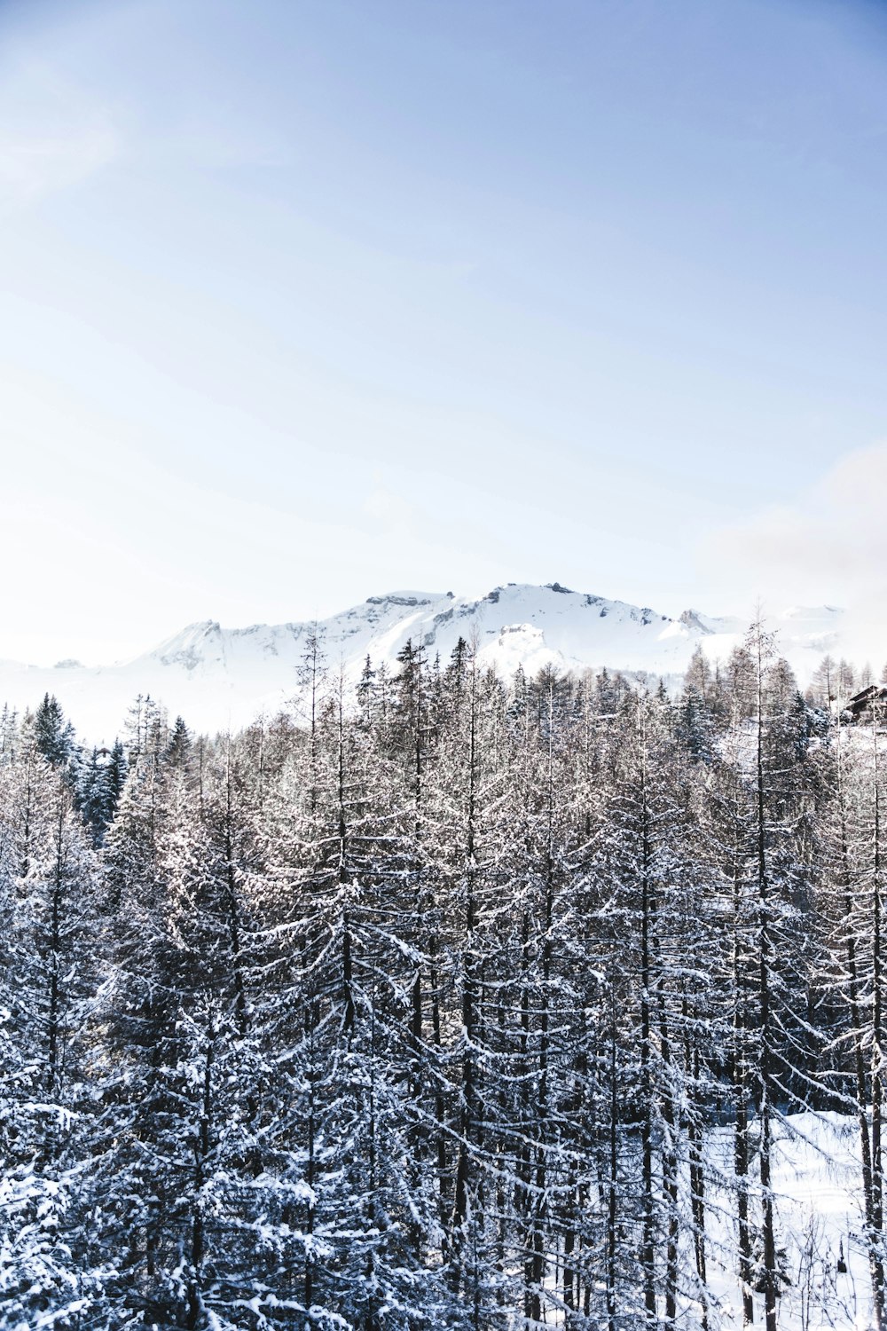 snow-covered trees with snow-covered mountain during daytime