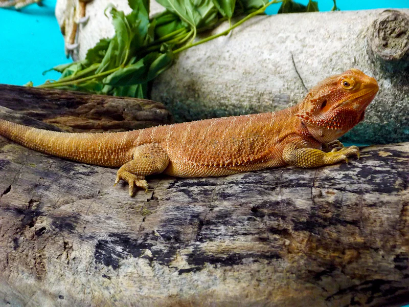 Central Bearded Dragon basking calmly on desert log under UVB light