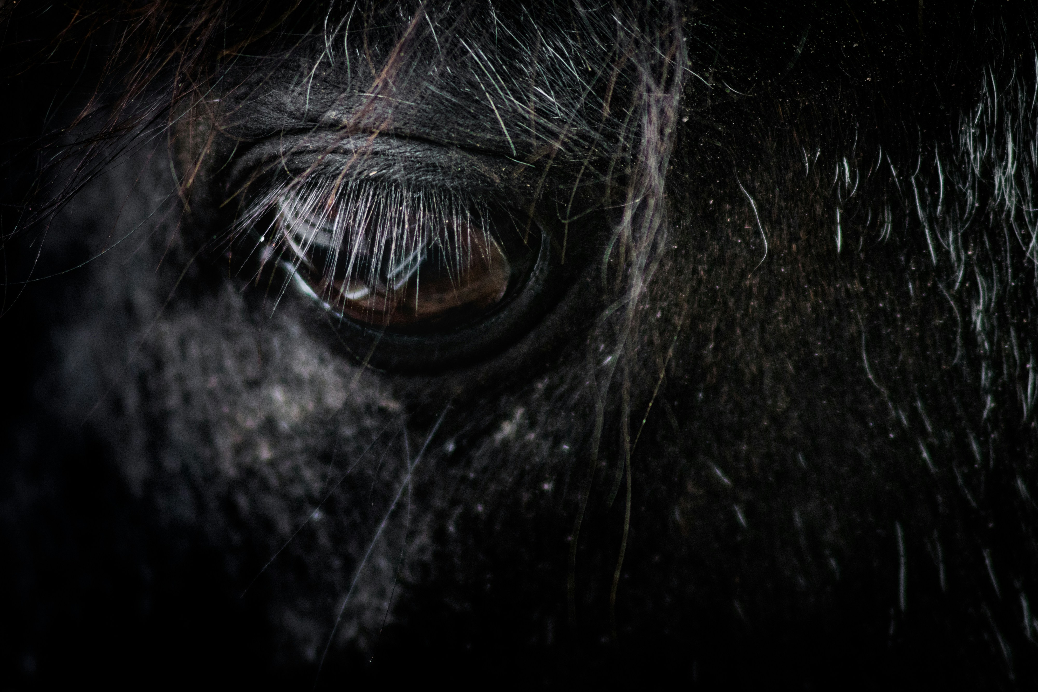 black horse eye