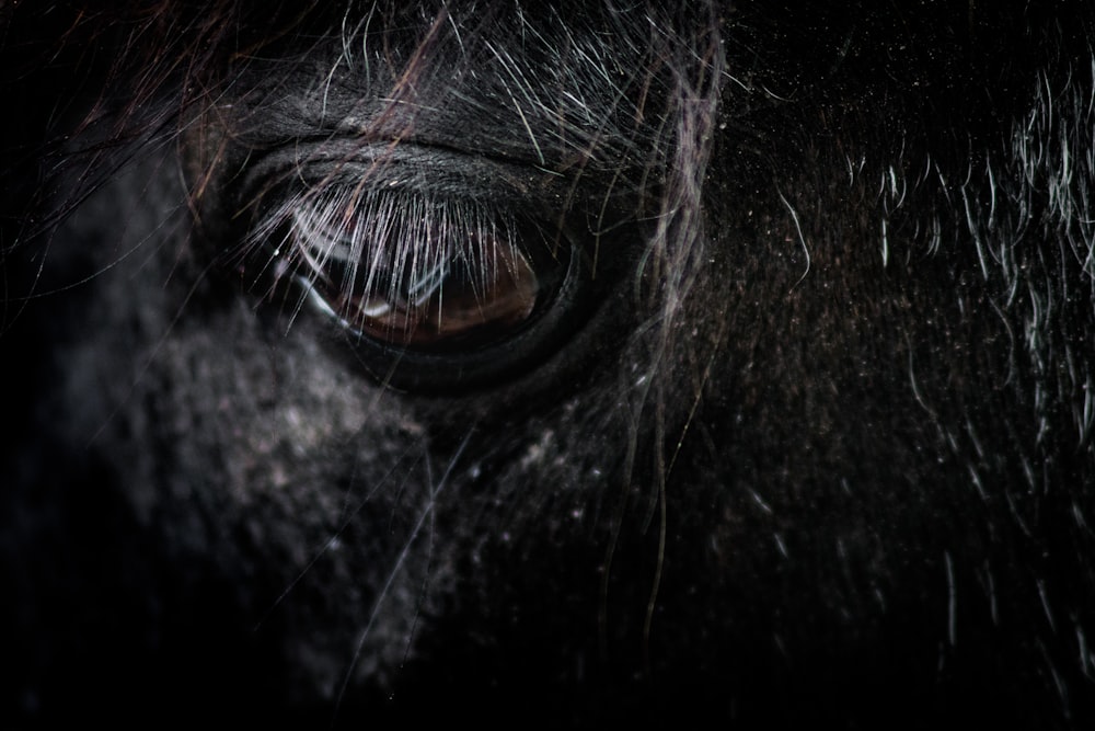 black horse eye