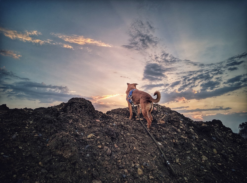 selective focus photography of short-coated brown dog during golden hour