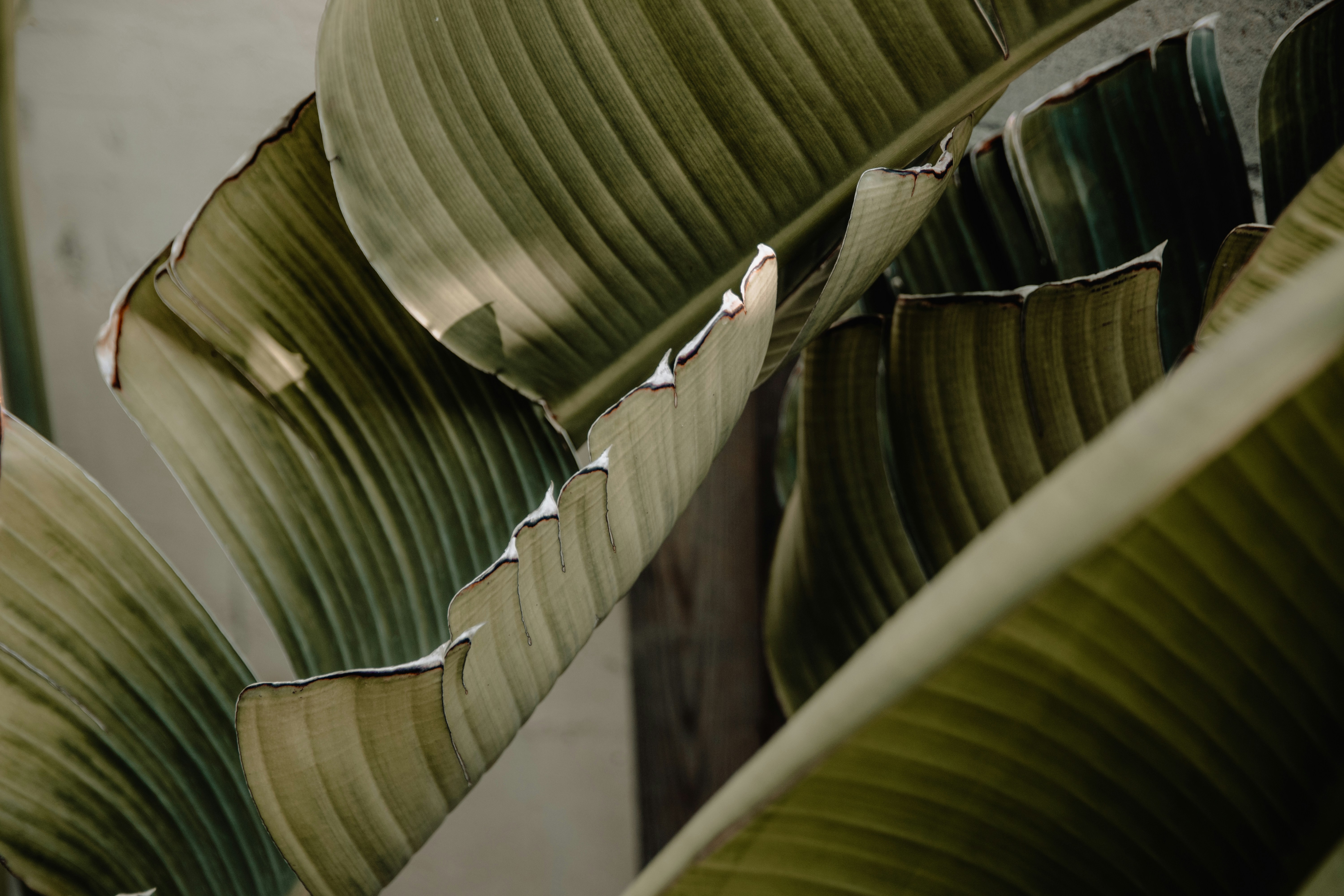 Plant