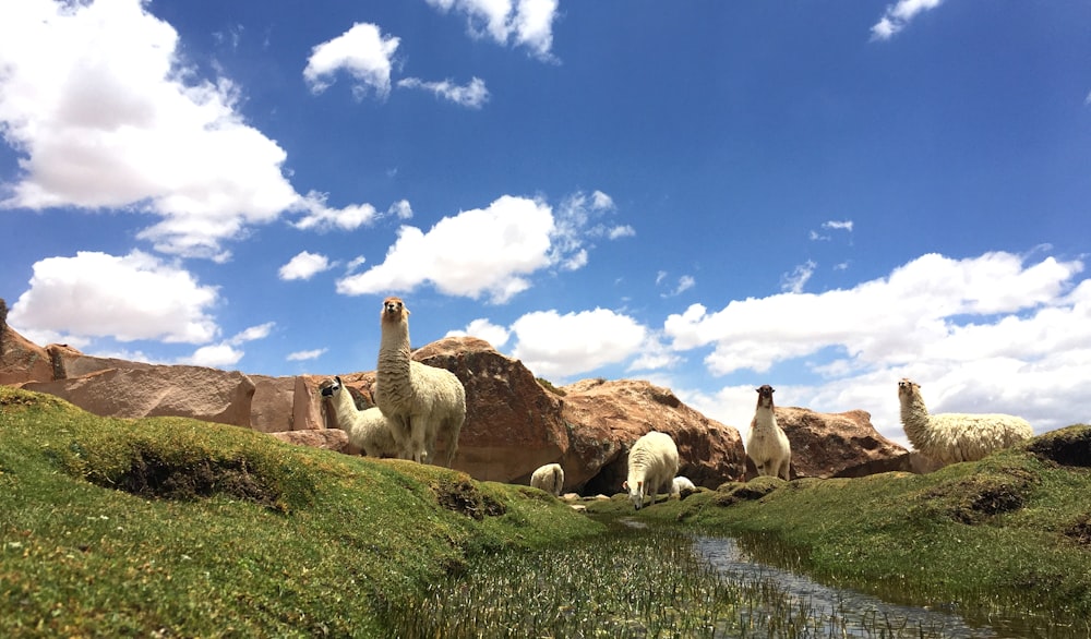 white llamas on pasture under blue sky during daytime