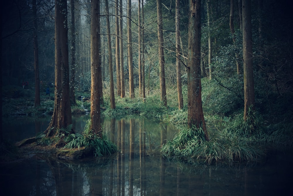 body of water across green woods
