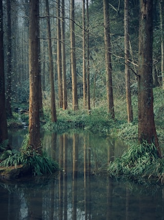 body of water across green woods